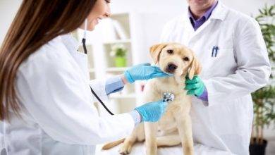 Why is Rabies Vaccination Important