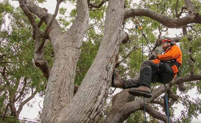 How to Become a Qualified Arborist