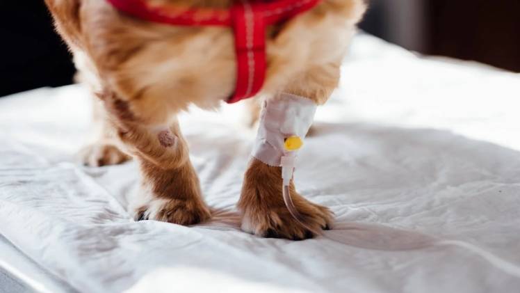 3 Tips for Making It Easier to Ensure Your Dogs Joint Health